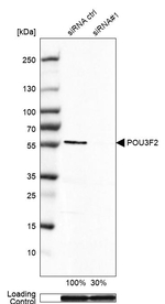 POU3F2 Antibody in Western Blot (WB)
