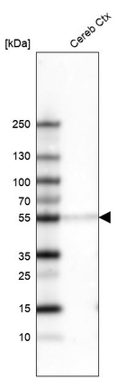 POU3F2 Antibody in Western Blot (WB)