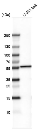 POU3F2 Antibody in Western Blot (WB)