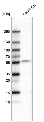 POU3F2 Antibody in Western Blot (WB)