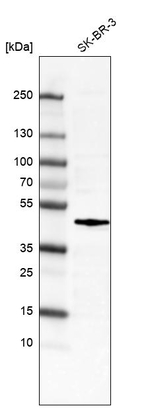 c-Fos Antibody in Western Blot (WB)