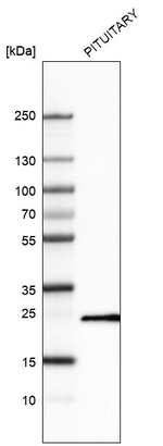 Prolactin Antibody in Western Blot (WB)