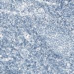Prolactin Antibody in Immunohistochemistry (Paraffin) (IHC (P))