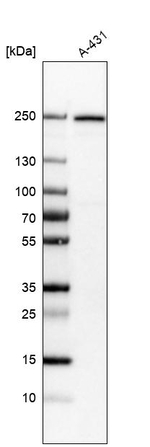 CD104 Antibody in Western Blot (WB)