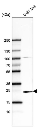 TREM1 Antibody in Western Blot (WB)