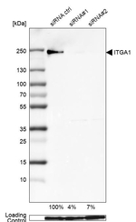 CD49a Antibody in Western Blot (WB)