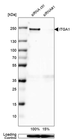 CD49a Antibody in Western Blot (WB)