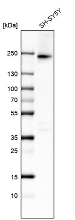 CD49a Antibody in Western Blot (WB)
