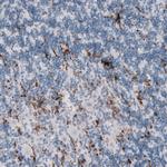 TMEM119 Antibody in Immunohistochemistry (Paraffin) (IHC (P))