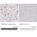 TMEM119 Antibody in Immunohistochemistry (Paraffin) (IHC (P))