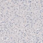 TMEM119 Antibody in Immunohistochemistry (Paraffin) (IHC (P))