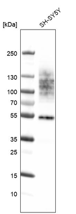 TMEM119 Antibody in Western Blot (WB)
