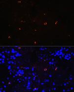Lysozyme Recombinant Rabbit Monoclonal Antibody (9B2O6)