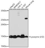 Lysozyme Antibody in Western Blot (WB)
