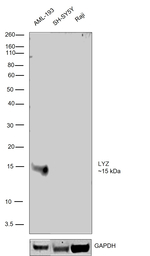 Lysozyme Antibody in Western Blot (WB)