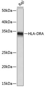 HLA-DRA Antibody in Western Blot (WB)