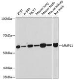 MMP11 Recombinant Rabbit Monoclonal Antibody (8N9D3)