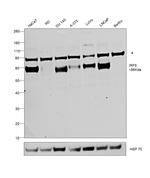 IRF5 Recombinant Rabbit Monoclonal Antibody (6L2B5)
