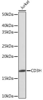 CD3z Antibody in Western Blot (WB)