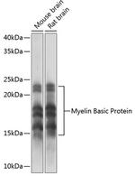 MBP Antibody in Western Blot (WB)