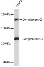 Complement C3 Recombinant Rabbit Monoclonal Antibody (6S8Y7)