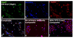 Aquaporin 4 Antibody