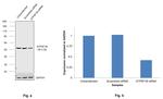 ATP Synthase beta Antibody in Western Blot (WB)