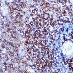 HLA-DQA1 Antibody in Immunohistochemistry (Paraffin) (IHC (P))