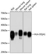 HLA-DQA1 Antibody in Western Blot (WB)