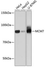 MCM7 Antibody in Western Blot (WB)