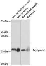 Myoglobin Recombinant Rabbit Monoclonal Antibody (0R4W0)