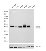 HLA-A Antibody