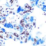 GYPC Antibody in Immunohistochemistry (Paraffin) (IHC (P))