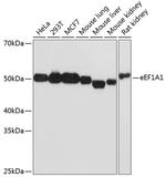 EEF1A1 Antibody in Western Blot (WB)