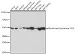 GSS Antibody in Western Blot (WB)