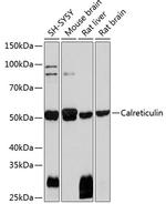 Calreticulin Antibody in Western Blot (WB)