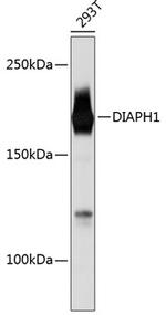 DIAPH1 Antibody in Western Blot (WB)
