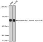 Monoamine Oxidase B Antibody in Western Blot (WB)