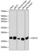 COX4 Antibody in Western Blot (WB)