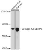 Collagen X Recombinant Rabbit Monoclonal Antibody (0F5Q9)