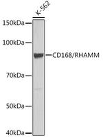 RHAMM Antibody in Western Blot (WB)