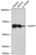 Phospho-NR4A1 (Ser351) Antibody in Western Blot (WB)