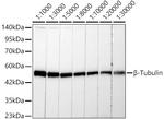 beta Tubulin Antibody in Western Blot (WB)