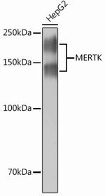 MERTK Recombinant Rabbit Monoclonal Antibody (4I1P7)