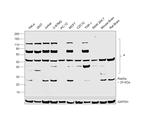RAB5 Recombinant Rabbit Monoclonal Antibody (0K5J1)