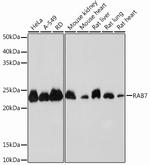 RAB7 Antibody in Western Blot (WB)
