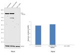 Dot1L Antibody in Western Blot (WB)