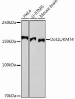 Dot1L Antibody in Western Blot (WB)