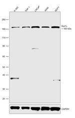 Dot1L Antibody in Western Blot (WB)