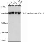TOP1 Antibody in Western Blot (WB)